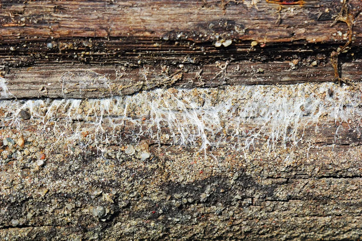 Mycélium de mérule se développant sur du bois en décomposition, mettant en évidence les dégâts causés par ce champignon.