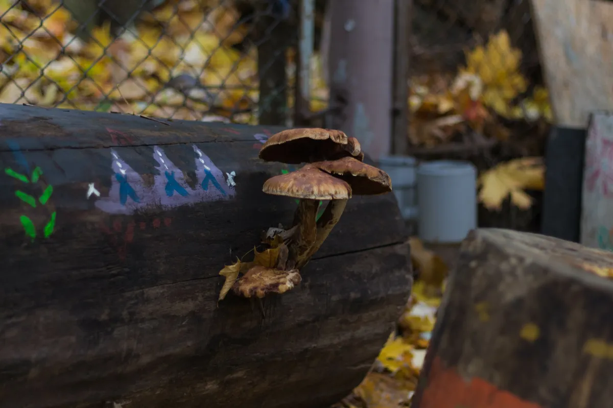 Champignons poussant sur une vieille souche, soulignant l'importance d'un traitement pour prévenir les infestations de mérule.