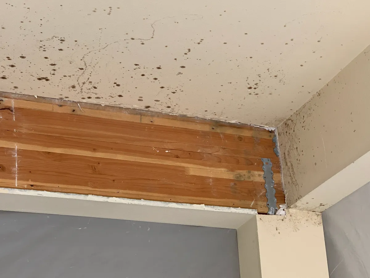 Traces de mérule sur un plafond en bois, montrant les signes typiques de ce champignon destructeur.