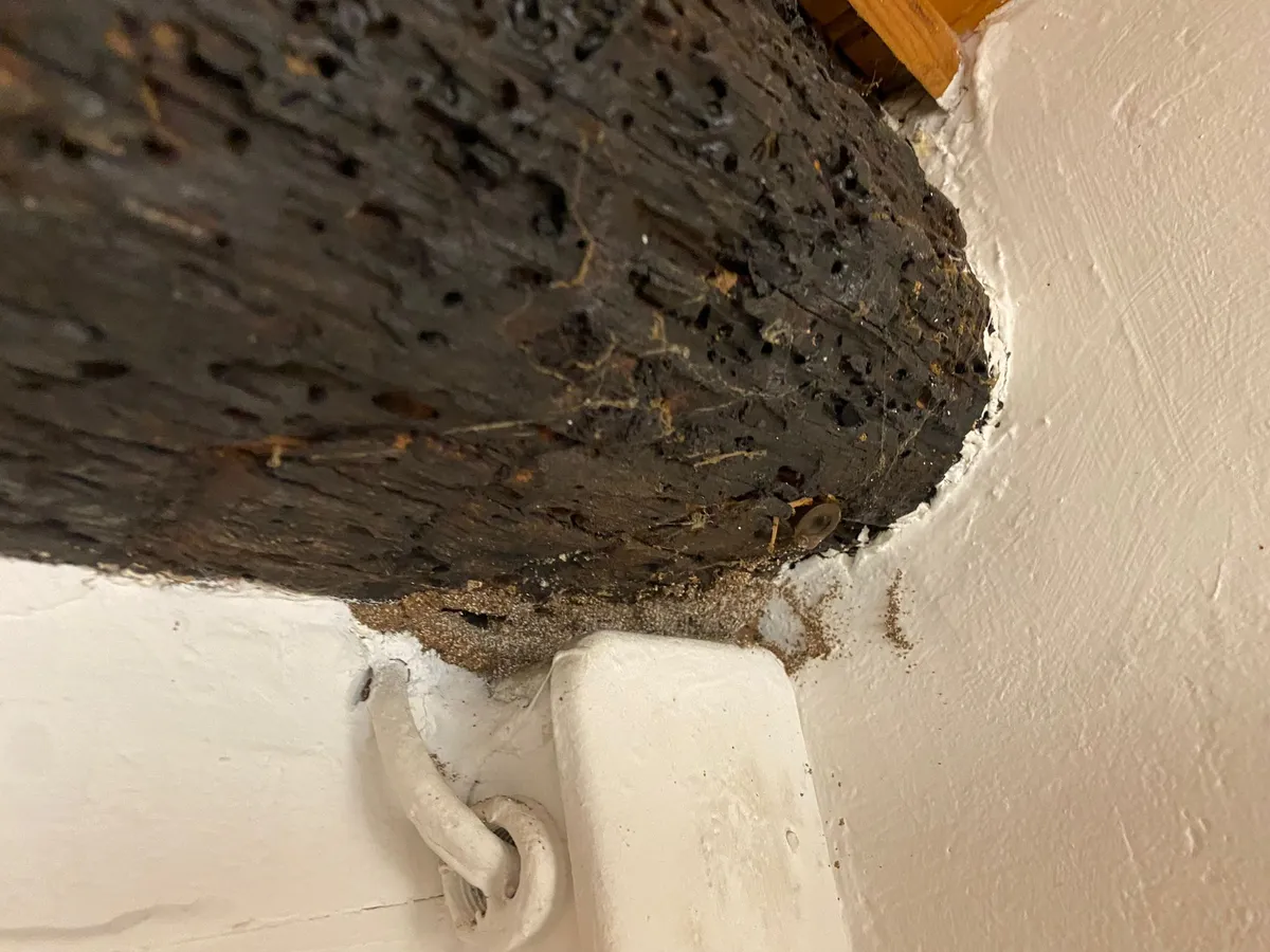 Bois gravement endommagé par des insectes xylophages, nécessitant un traitement approfondi pour stopper la dégradation.