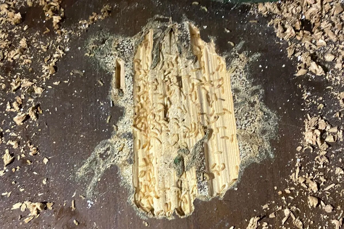 Colonie de termites attaquant le bois