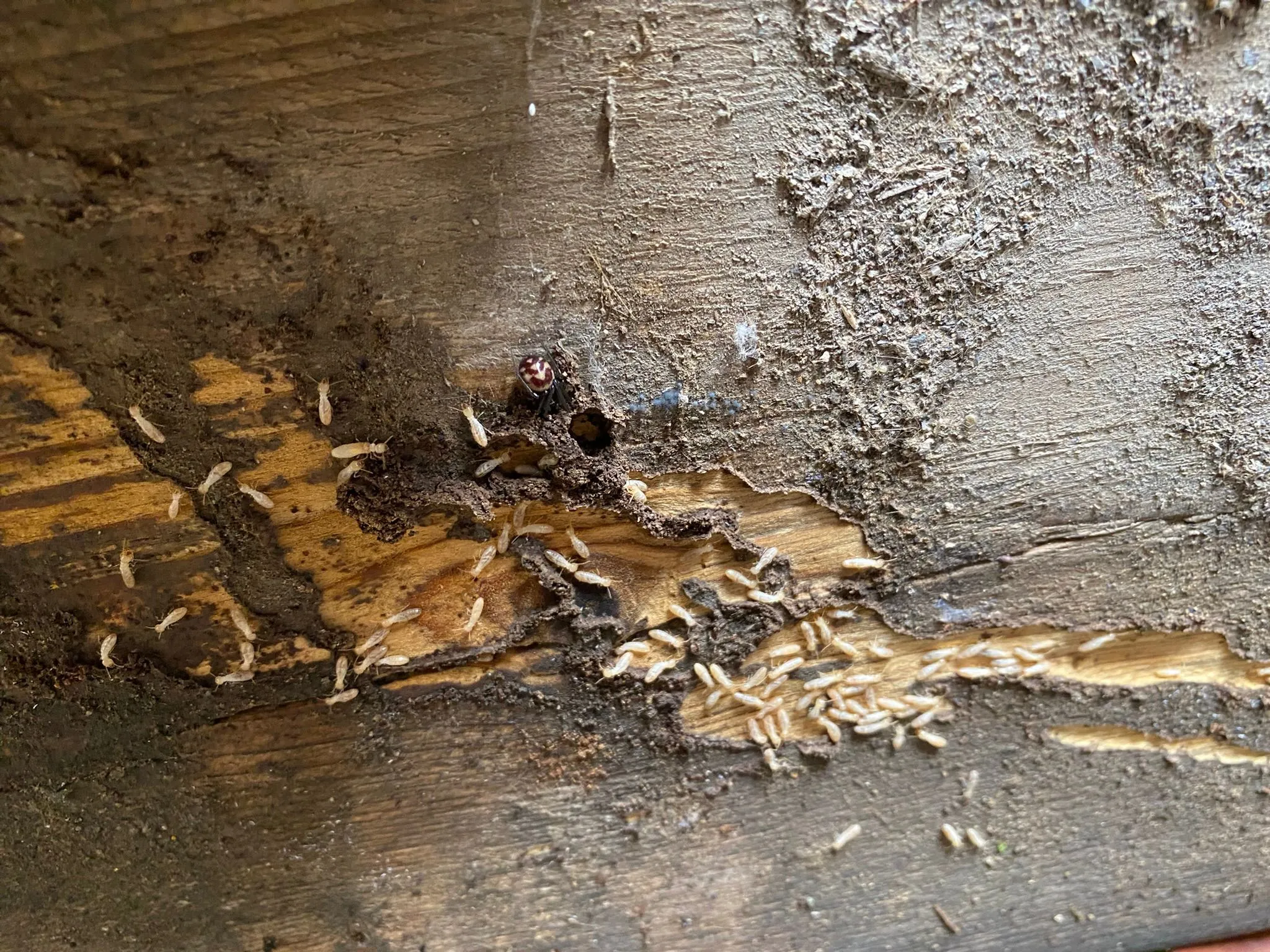 Gros plan sur une colonie de termites proliférant sur du bois, illustrant l'urgence d'un traitement spécialisé. ​​