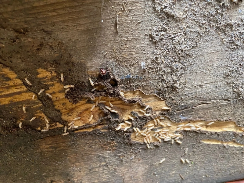 Traitement termites